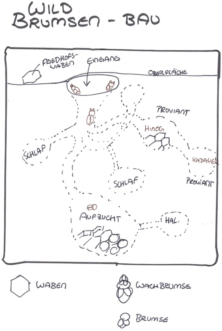 Karte des Brumsenbaus im Schachtelhalmwald